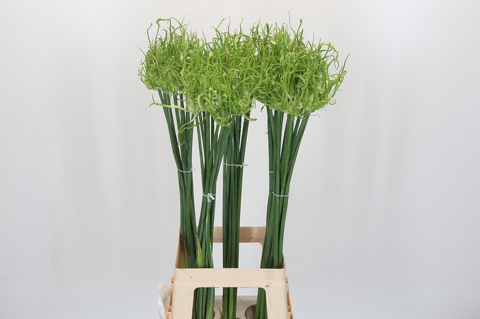 <h4>Allium Fido Fido</h4>