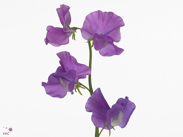 Lathyrus Sunshine Mauve