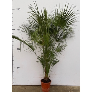 CHAM HUMILIS