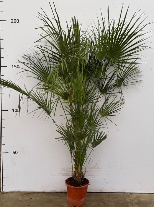 <h4>CHAM HUMILIS</h4>