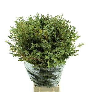 Parvifolia Lang