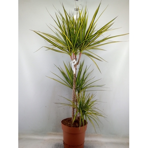 Dracaena marg. 'Sunray'