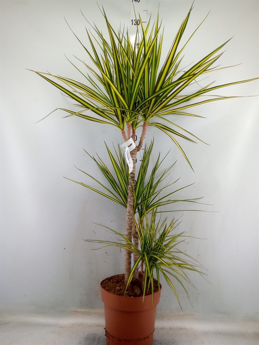 <h4>Dracaena marg. 'Sunray'</h4>