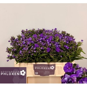 PHLOX P CRISSY