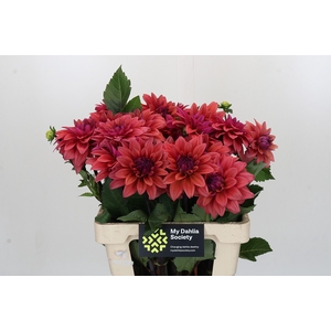 Dahlia American Dawn