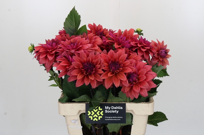 Dahlia American Dawn