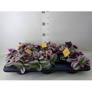 Tradescantia cerinth. 'Nanouk'