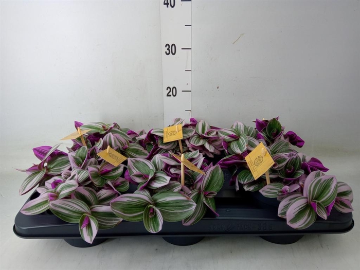 <h4>Tradescantia cerinth. 'Nanouk'</h4>