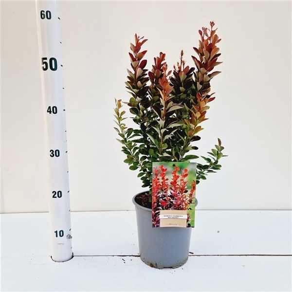 <h4>Berberis thunb. 'Red Rocket'</h4>