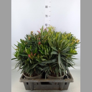 Nerium oleander   ...