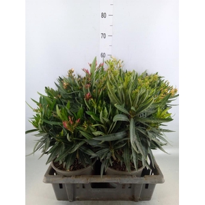 Nerium oleander   ...