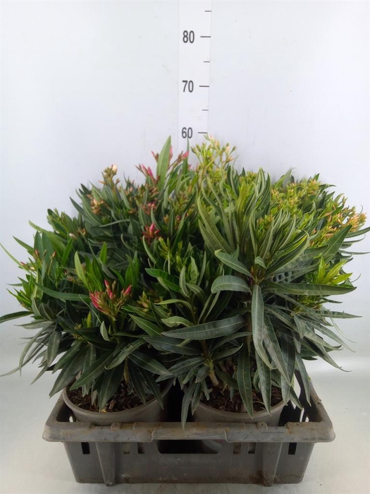 <h4>Nerium oleander   ...</h4>