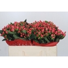 Hypericum Sweet Romance