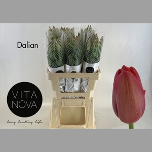 TU EN DALIAN