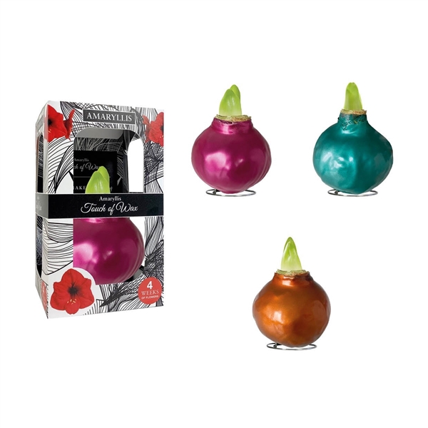 <h4>Amaryllis Touch of Wax Metallic Mix 6x1, rode bloem, Karton Giftbox, Tray236</h4>