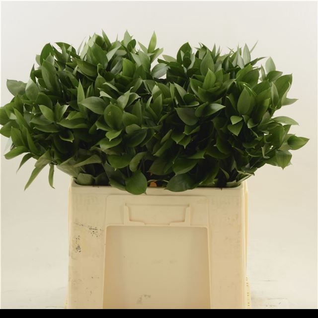 <h4>RUSCUS HYPOPHYLLUM</h4>