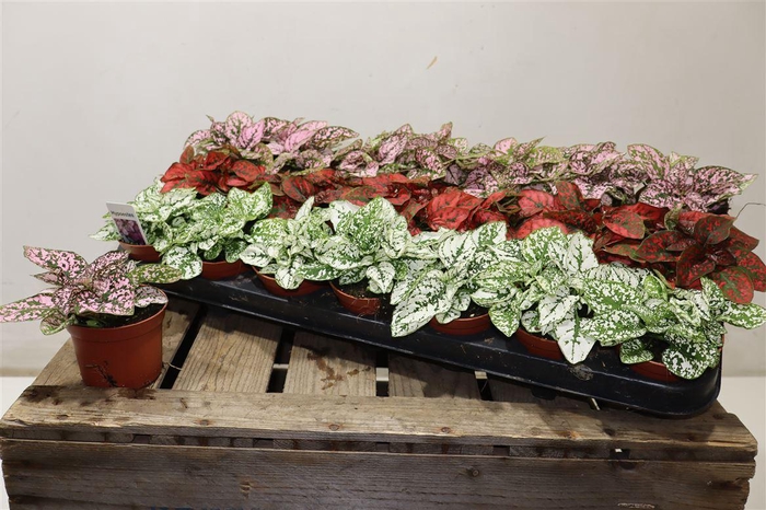 <h4>arr8 Hypoest Gem</h4>