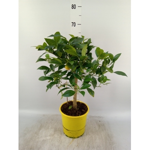 Citrus limon