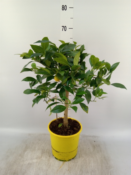 <h4>Citrus limon</h4>
