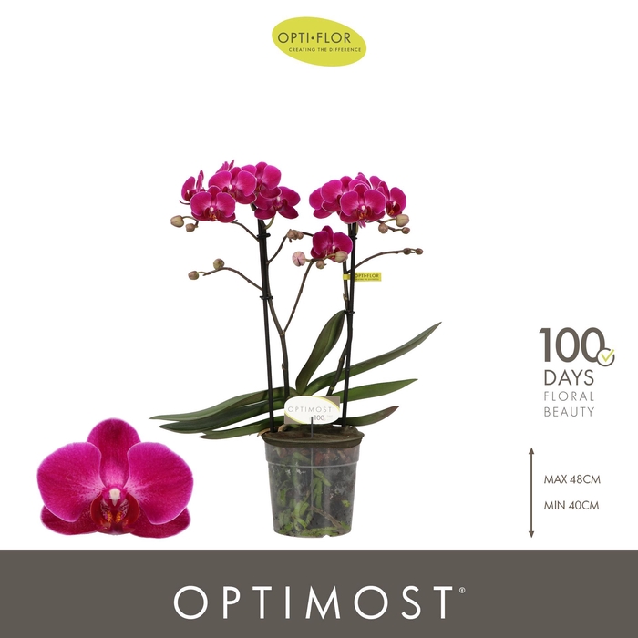 <h4>Optimost Morelia 2 spike</h4>