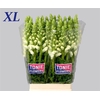 Antirrhinum Po White