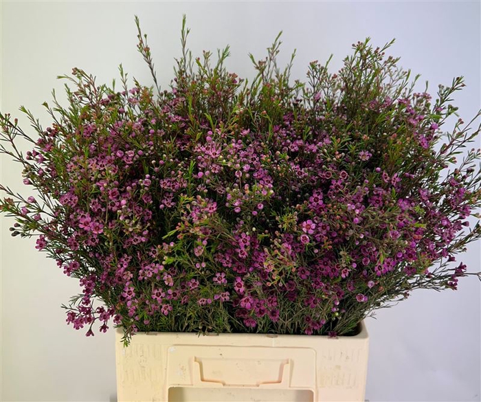 <h4>Chame Un Purple Prid</h4>