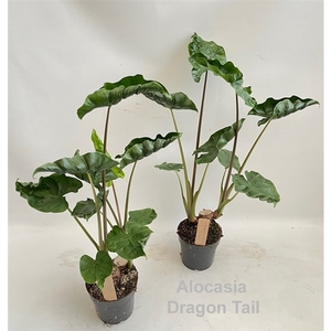 Alocasia Dragon Tail 14cm