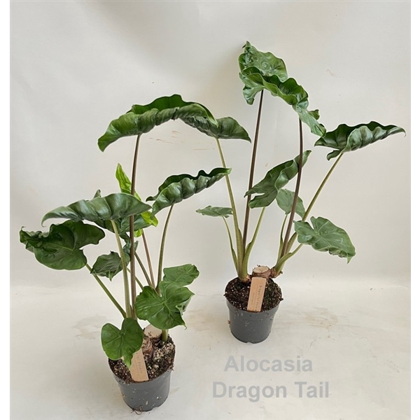 <h4>Alocasia Dragon Tail 14cm</h4>