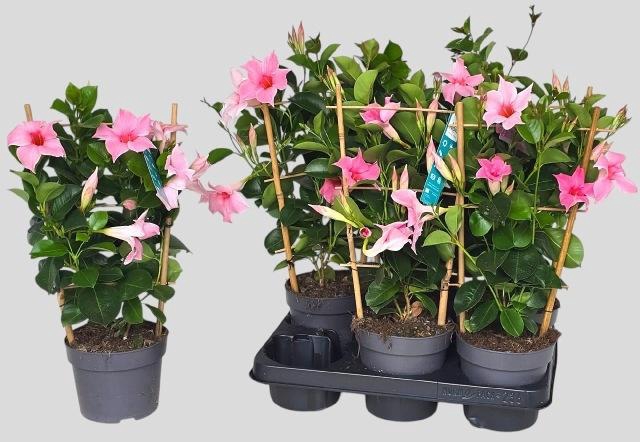 <h4>MANDE SUN CR PINK</h4>