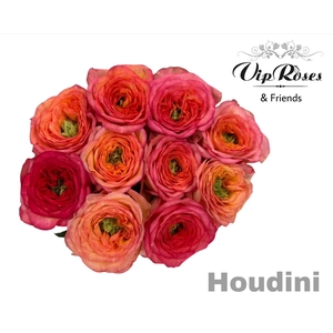 R GR HOUDINI