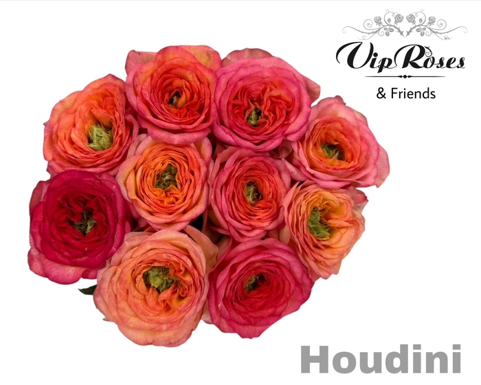 <h4>R GR HOUDINI</h4>