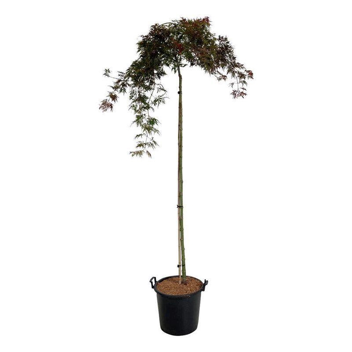 <h4>Acer pal. 'Orangeola'</h4>