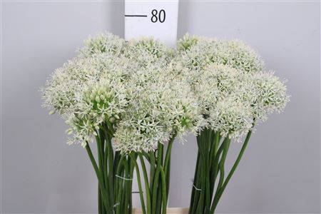 <h4>Allium Mount Everest</h4>