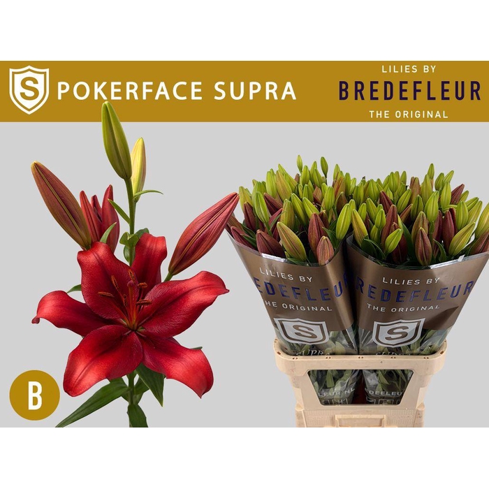 <h4>Li La Pokerface</h4>