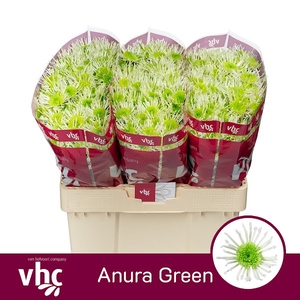 Chr San Anura Green Helvoort