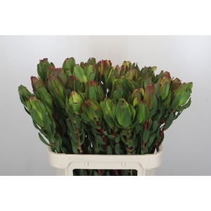 Leucadendron Laurel Yellow