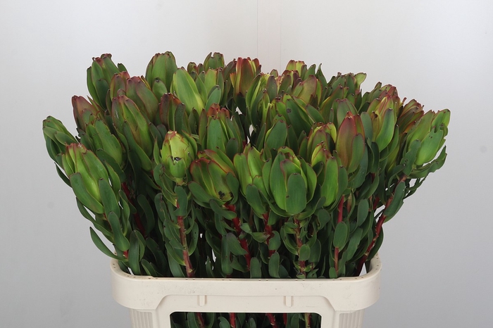 <h4>Leucadendron Laurel Yellow</h4>