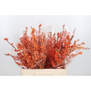 Ilex Ve Winter Gold