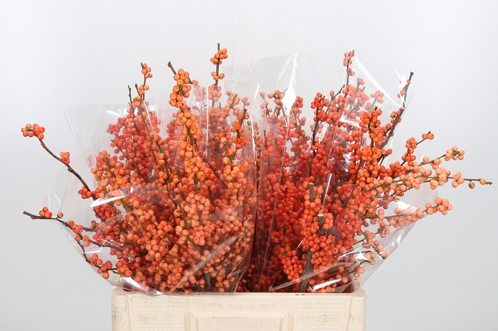 <h4>Ilex Ve Winter Gold</h4>