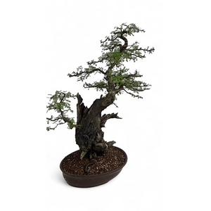 Vachellia nilotica, pot 55cm, height 90cm. (single item)