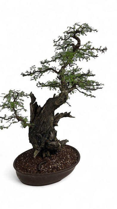 <h4>Vachellia nilotica, pot 55cm, height 90cm. (single item)</h4>