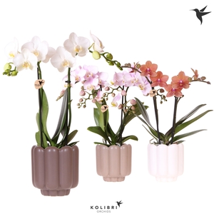 Kolibri Orchids Phalaenopsis mix 2 spike in Retro pot sand mix
