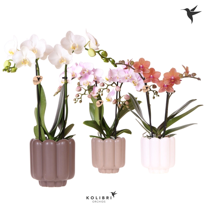 <h4>Kolibri Orchids Phalaenopsis mix 2 spike in Retro pot sand mix</h4>