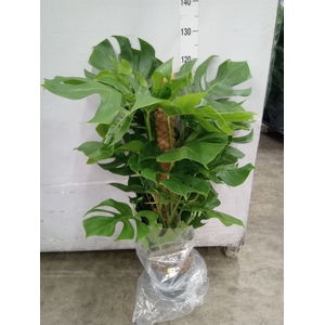 Monstera pertusum