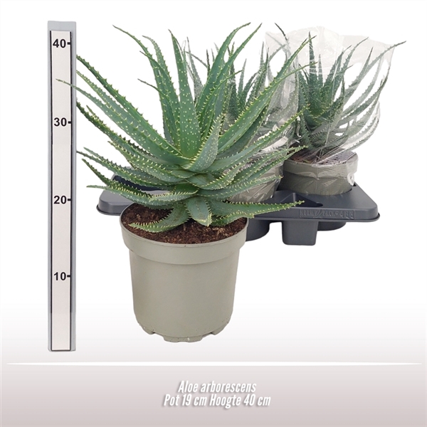 <h4>Aloe arborescens</h4>