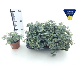 SEDUM SIEBOLDII
