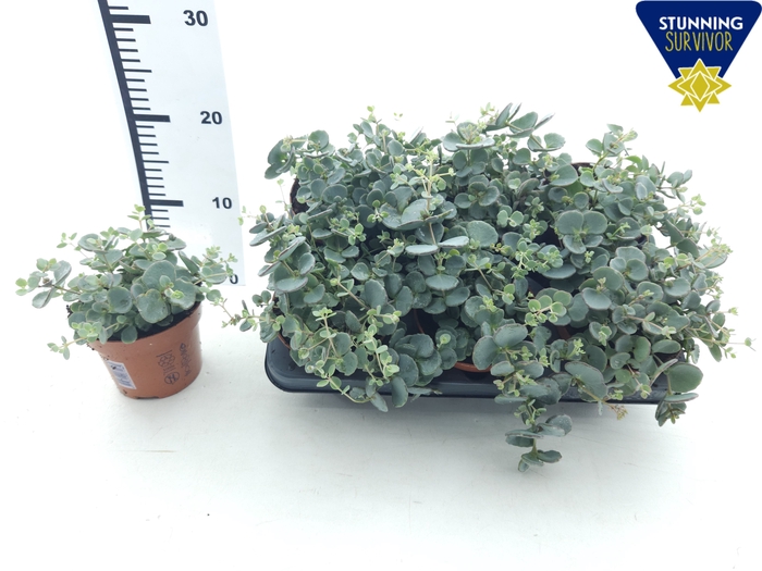 <h4>SEDUM SIEBOLDII</h4>