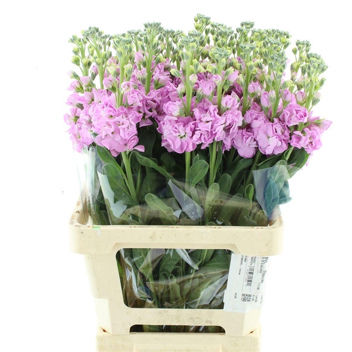 <h4>MATTH IRON PINK</h4>