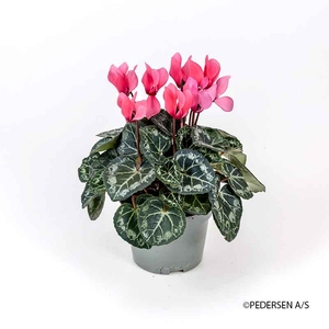 CYCLAMEN PERSICUM-HYBRID-MINI P10,5