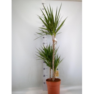 Dracaena marg.